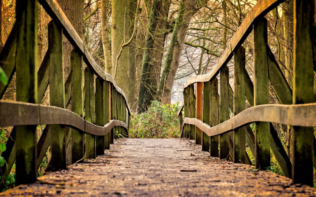 Brug in bos